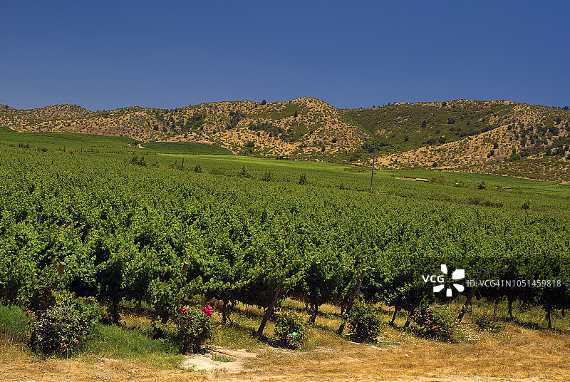 智利科尔查瓜山谷的葡萄园图片素材