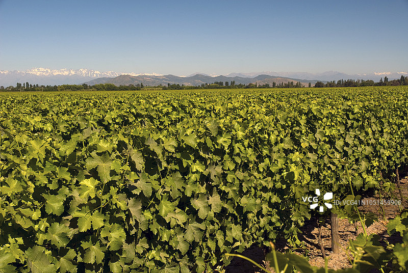 智利科尔查瓜山谷的葡萄园图片素材