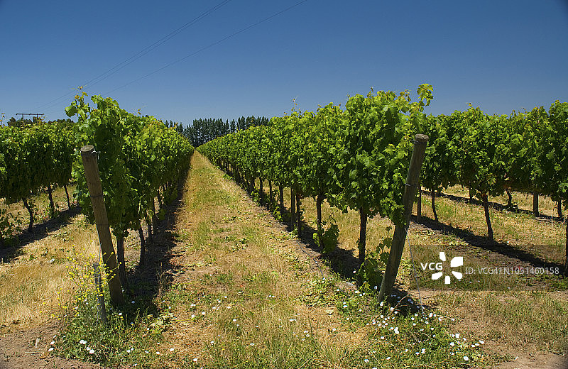 智利科尔查瓜山谷葡萄园图片素材