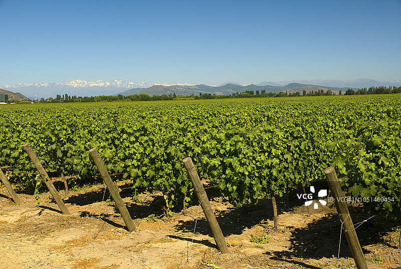 智利科尔查瓜山谷的葡萄园图片素材