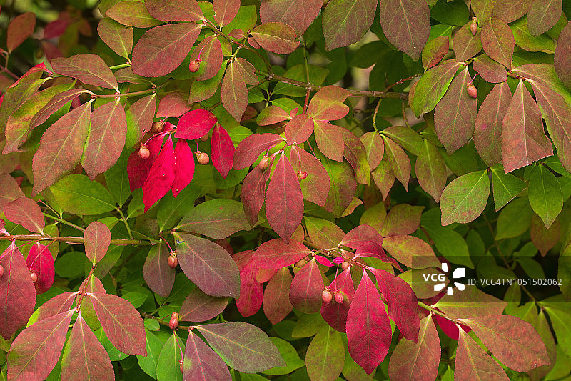 燃烧的灌木叶图片素材