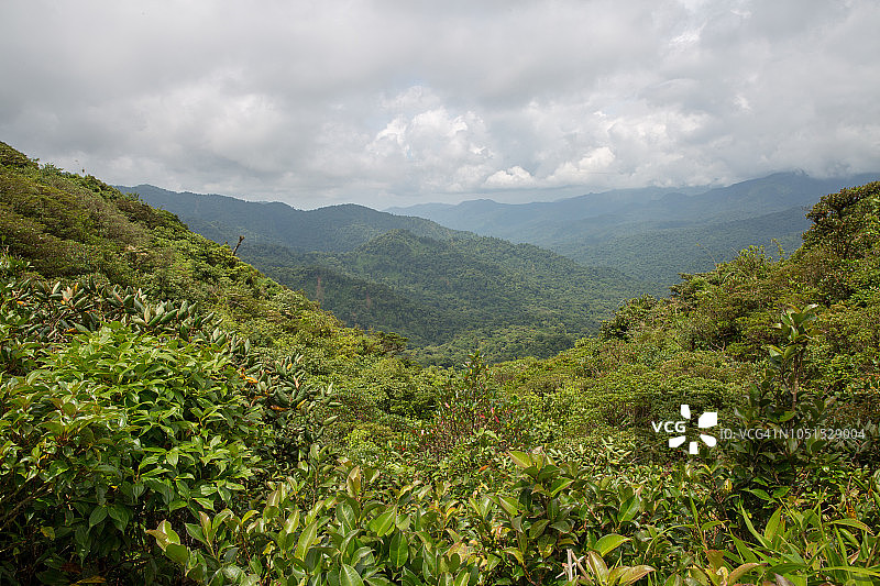 蒙特维多云雾森林图片素材