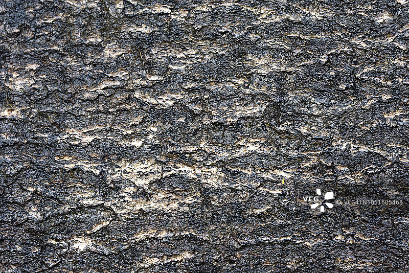 倒下的山毛榉树皮纹理背景特写图片素材