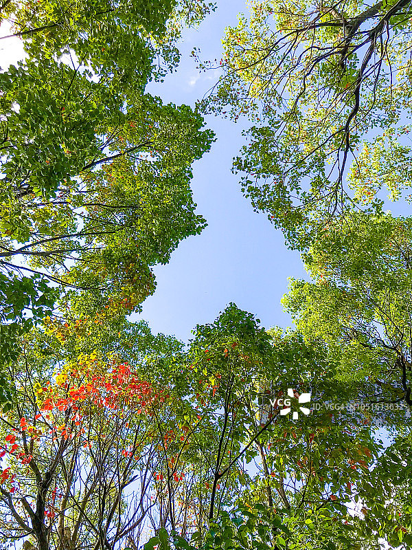秋天樟树的低角度景观图片素材