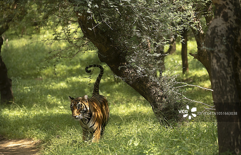野生老虎标记领地图片素材