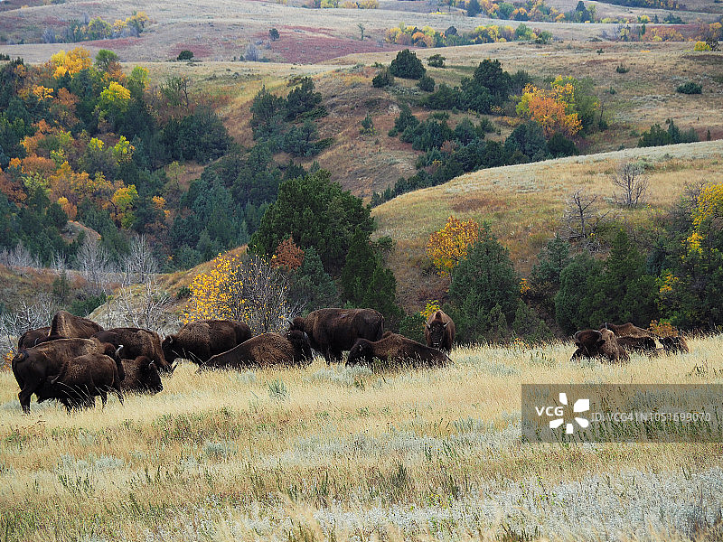 在西奥多·罗斯福国家公园北部放牧的美洲野牛群图片素材