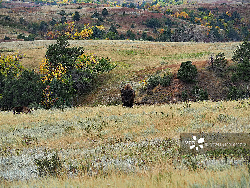 西奥多·罗斯福国家公园北单元吃草的两头野牛图片素材