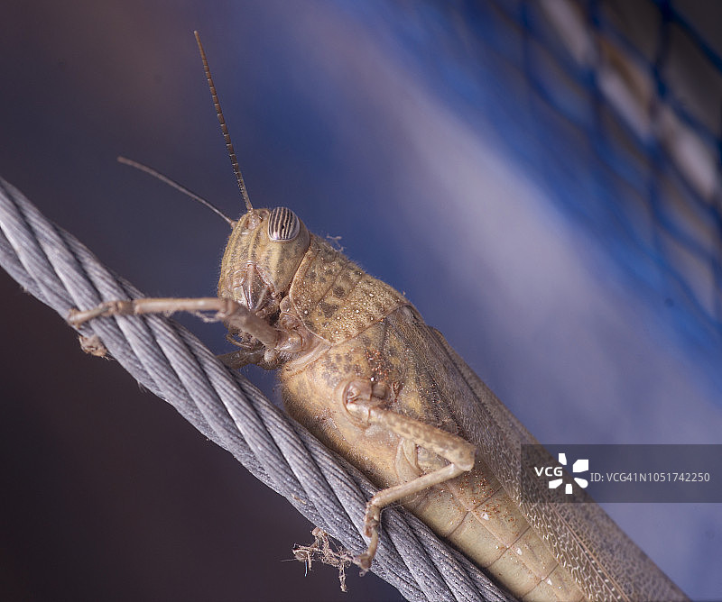 希腊房屋内的野生蝗虫图片素材