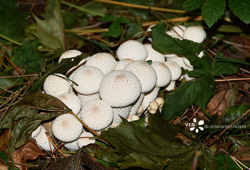 野生林地蘑菇图片素材