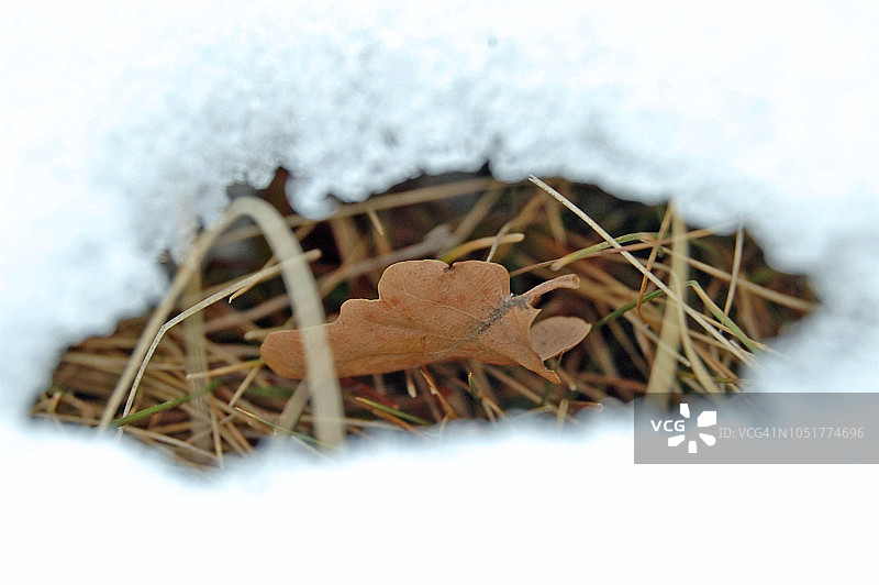 冬季树林中未被雪覆盖的树枝微距摄影图片素材