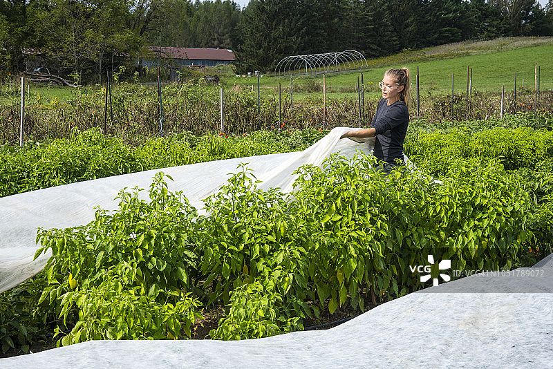 有机农场上用防霜布覆盖的辣椒植物图片素材