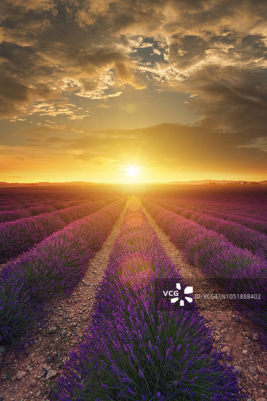 普罗旺斯日落时分的薰衣草田图片素材