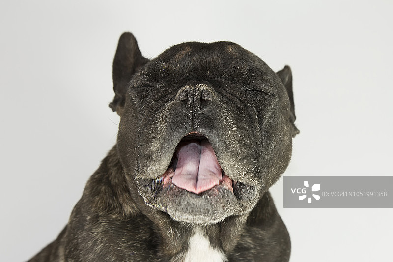 面带睡意打哈欠的狗图片素材