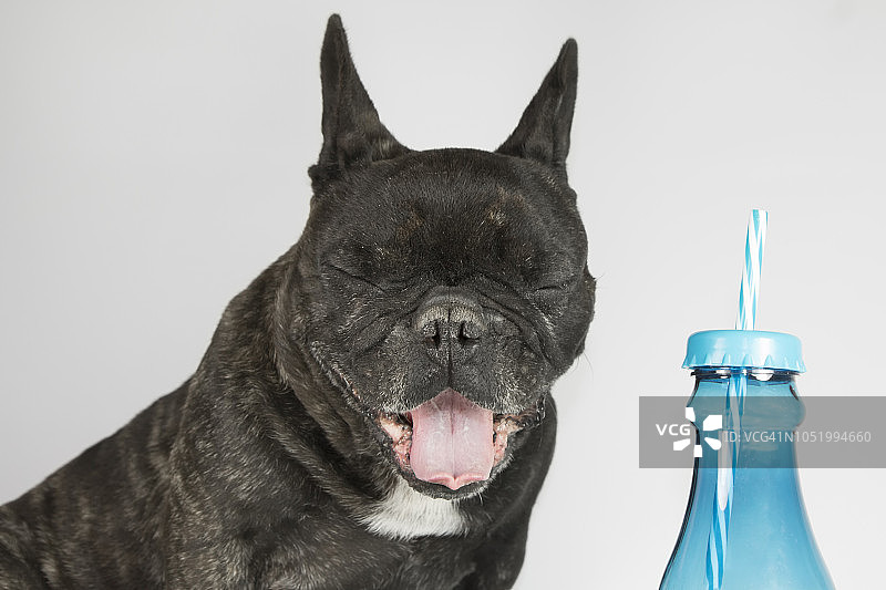 狗喝瓶子里的东西图片素材