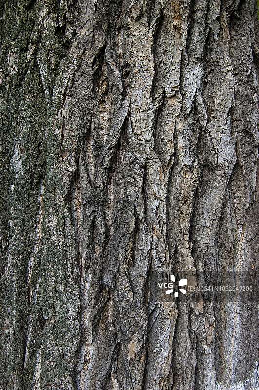 老树树皮纹理背景图片素材