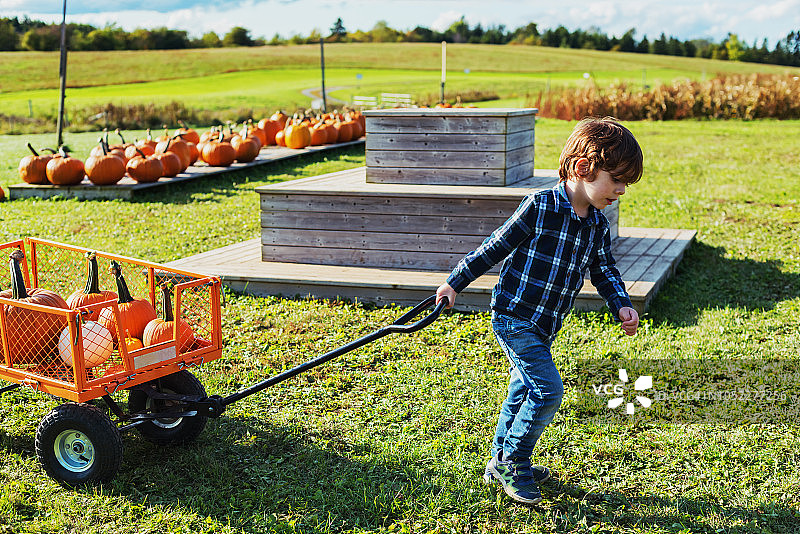 采摘南瓜图片素材