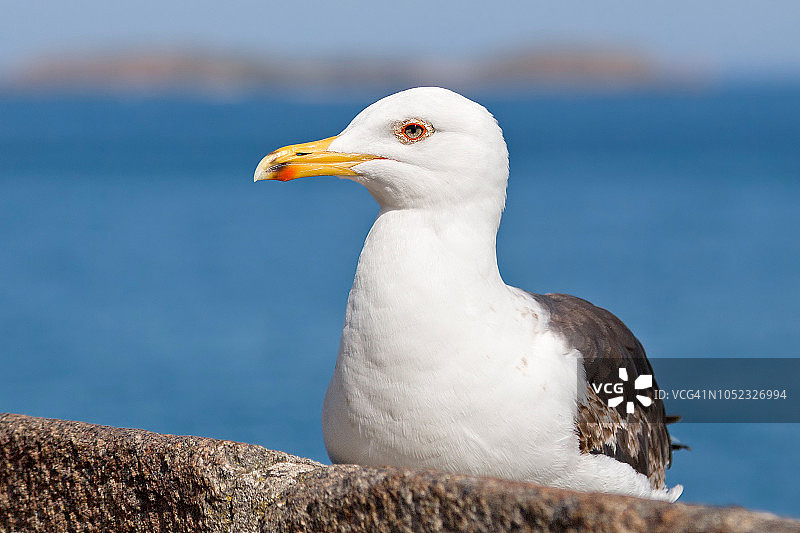 海鸥栖息在圣马洛古镇墙上的特写图片素材