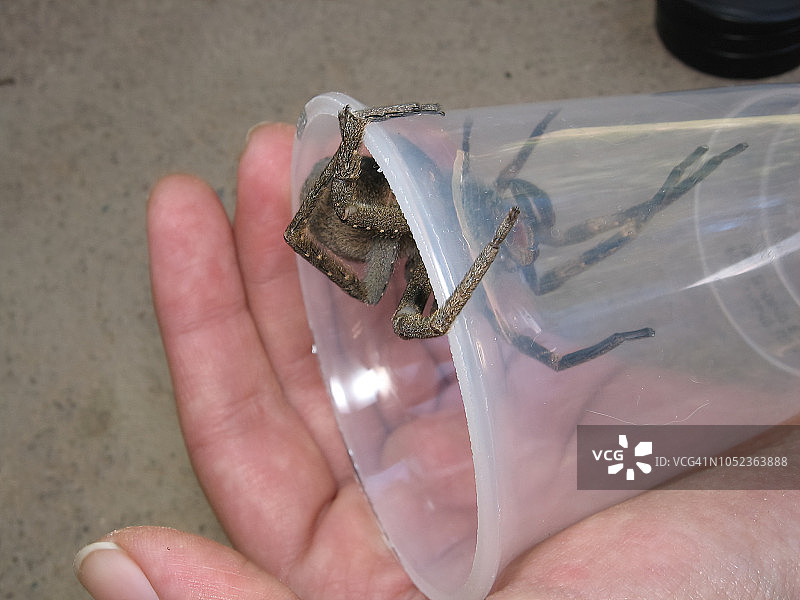 捕获在塑料杯上的香蕉蜘蛛图片素材