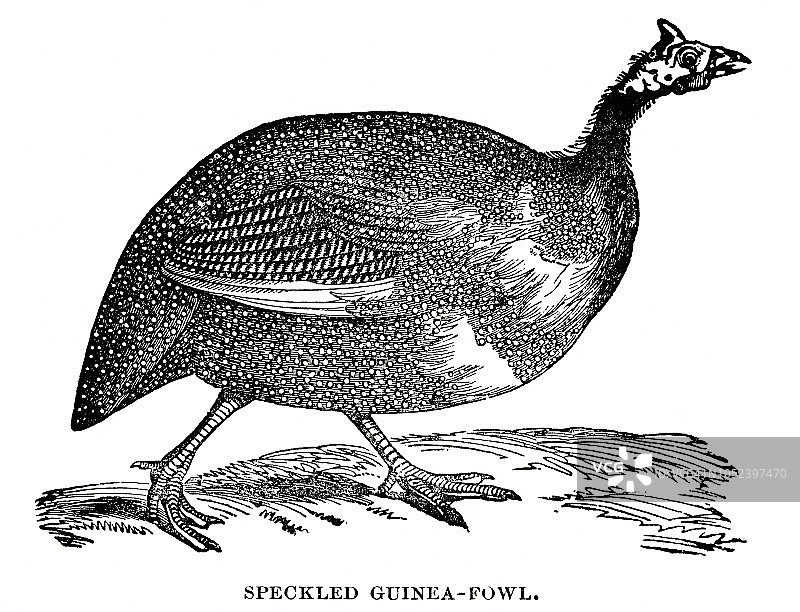 珠鸡的木刻版画图片素材