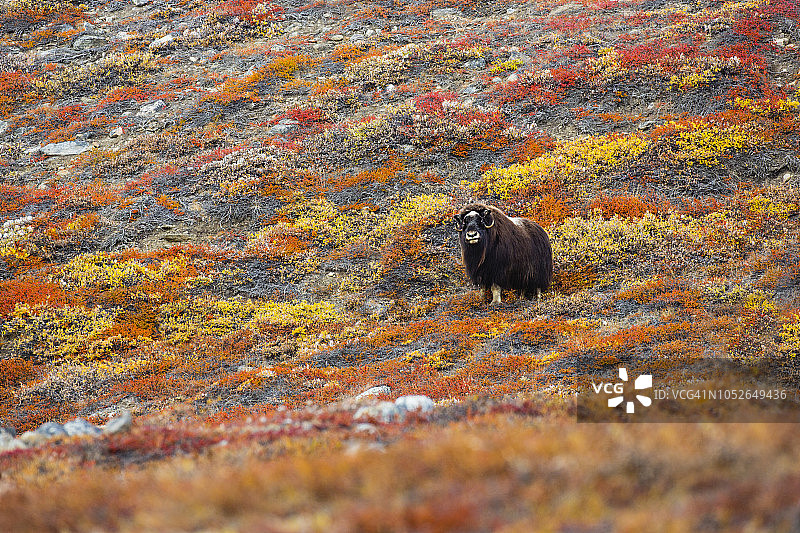格陵兰的麝牛在秋色中矮桦和柳树的田野里吃草图片素材