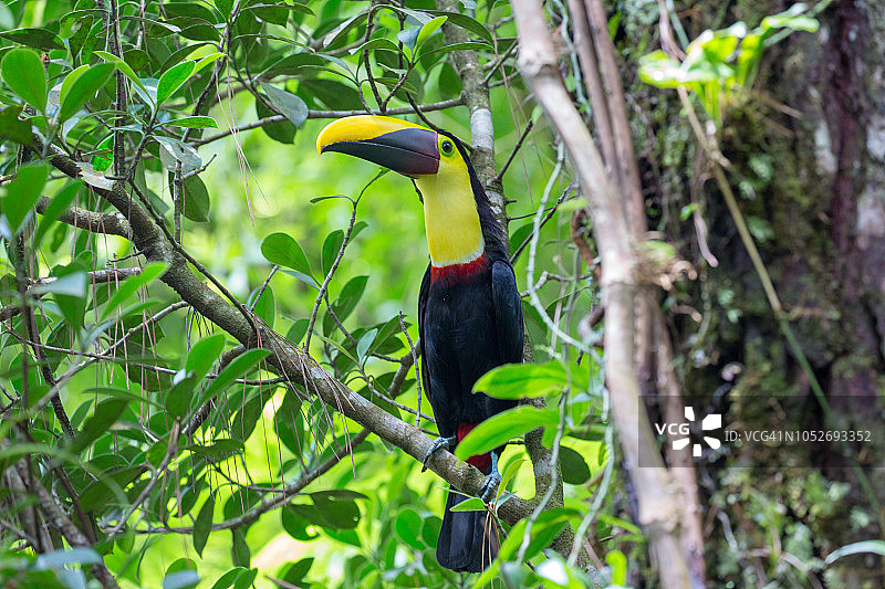 树上的巨嘴鸟图片素材