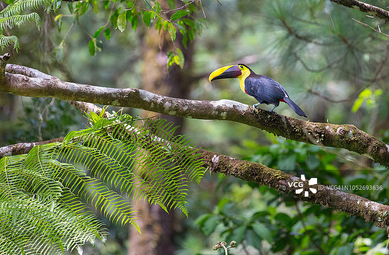 树上的巨嘴鸟图片素材