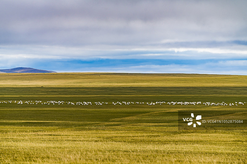中国内蒙古呼伦贝尔草原上的绵羊图片素材