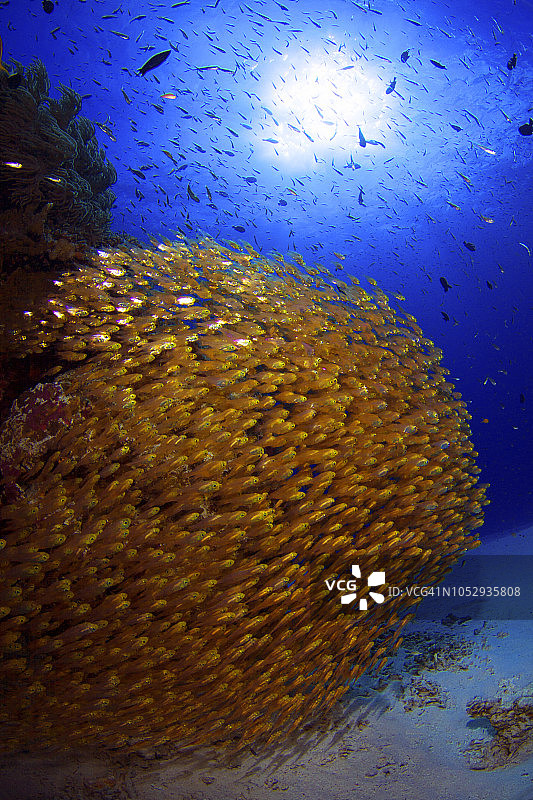 在日本海冲绳庆良间群岛游泳的豆丁鱼图片素材