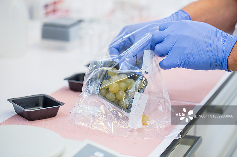研究人员准备用于测量的葡萄浆果图片素材