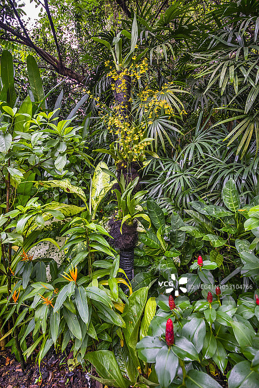 新加坡植物园国家兰花园中精致的兰花图片素材