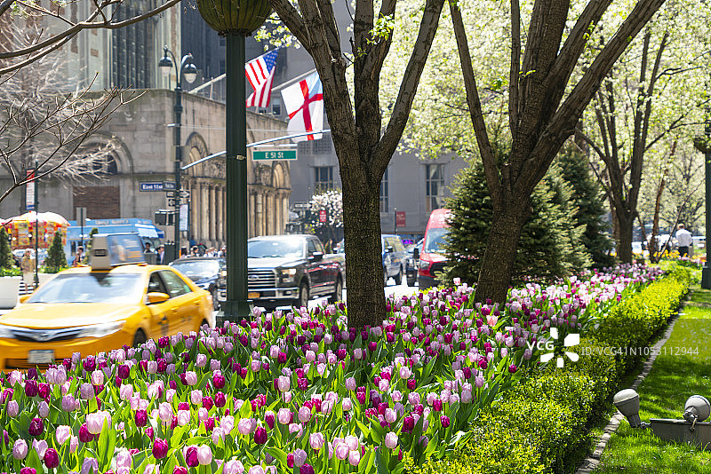 车辆行驶在纽约曼哈顿公园大道中城，道路两旁郁金香和树木盛开图片素材
