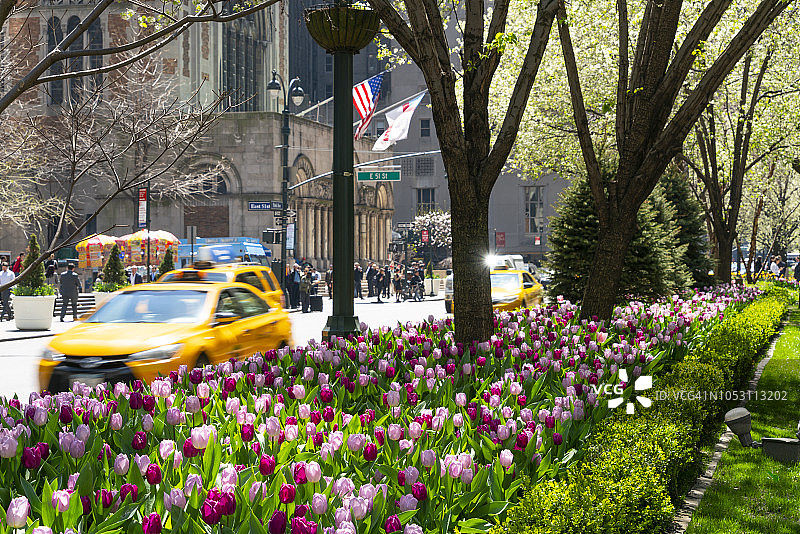车辆行驶在纽约曼哈顿公园大道中城，道路两旁郁金香和树木盛开图片素材