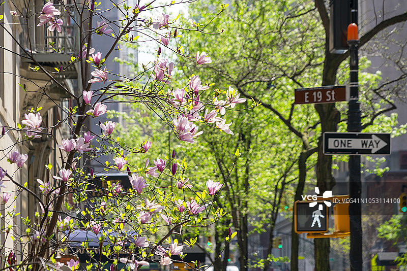 纽约欧文广场的粉色玉兰花盛开，行道树在2018年4月28日长出新鲜绿叶图片素材
