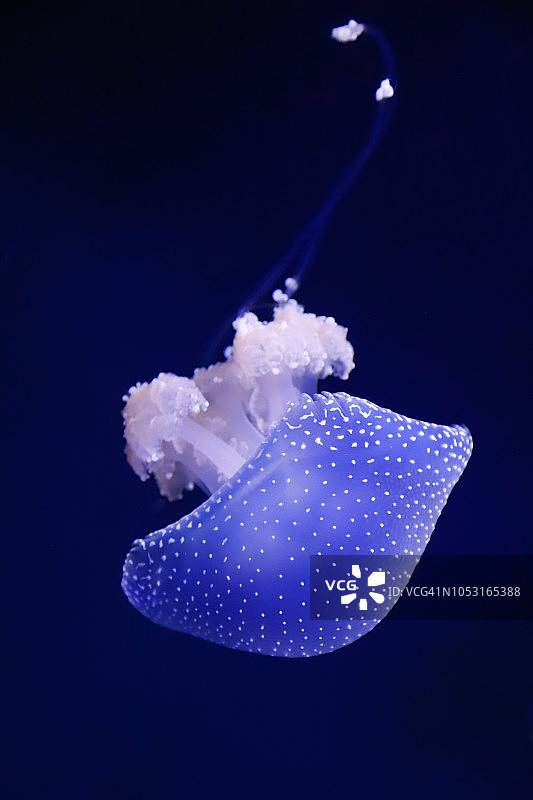 白色斑点水母图片素材