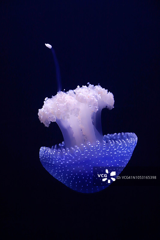 白色斑点水母图片素材