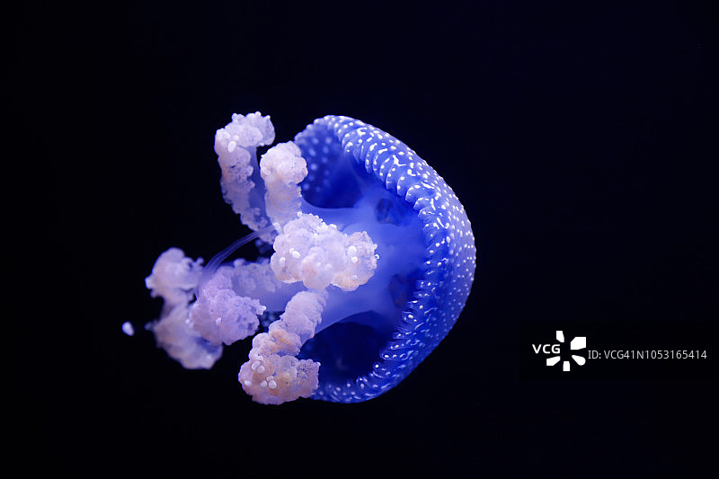 白色斑点水母图片素材