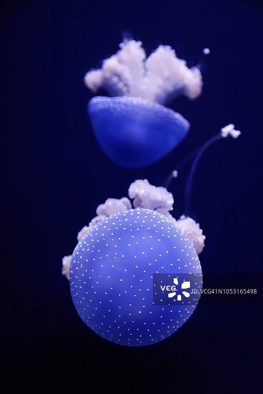 白色斑点水母图片素材