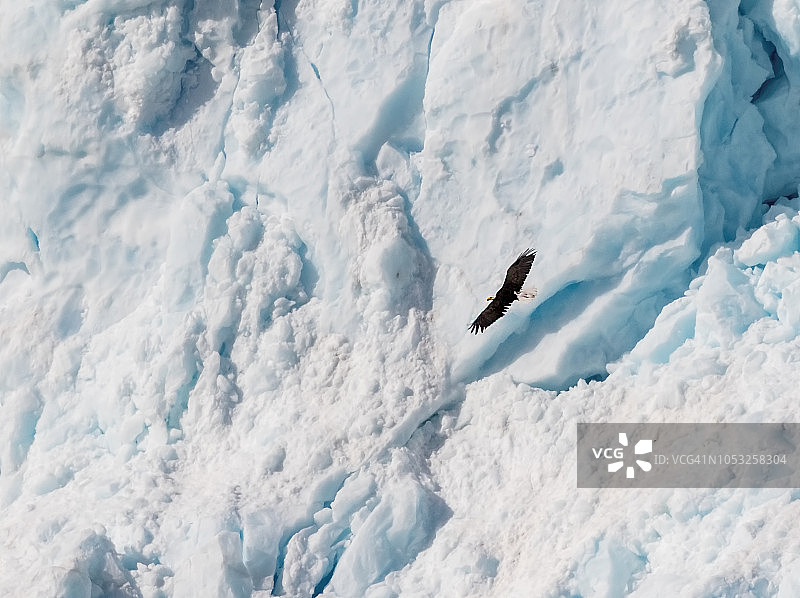 自然与野生动物：秃鹰图片素材