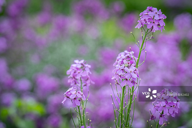 紫色诚实花图片素材