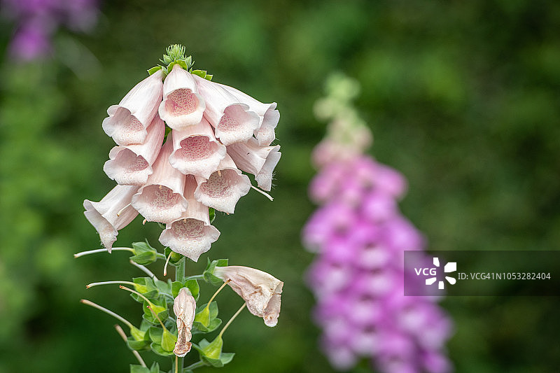 毛地黄图片素材