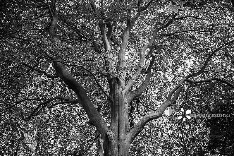 山毛榉树图片素材