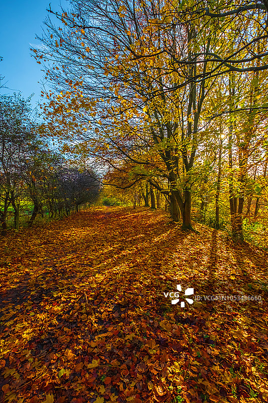 色彩鲜艳的秋日树木图片素材