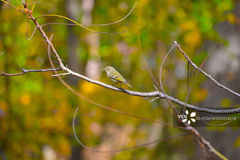 树枝上的黄莺鸟图片素材