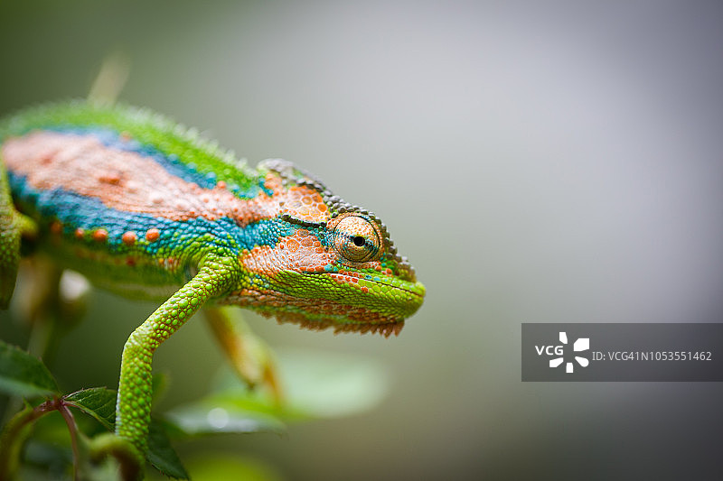 绿色背景下的彩色变色龙特写图片素材