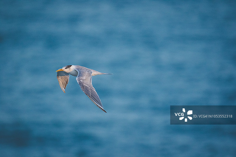 南非河口，一群里海燕鸥从栖木上起飞的特写图片素材