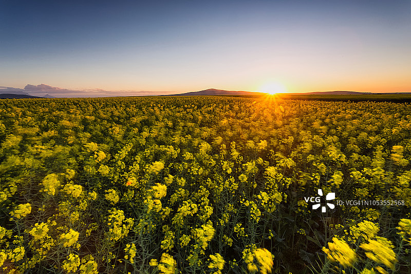 南非西开普省黄色油菜花田日落广角图图片素材