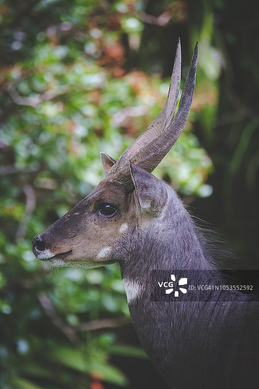 南非克尼斯纳沿海城镇周围的天然森林中的非洲小羚羊特写图片素材