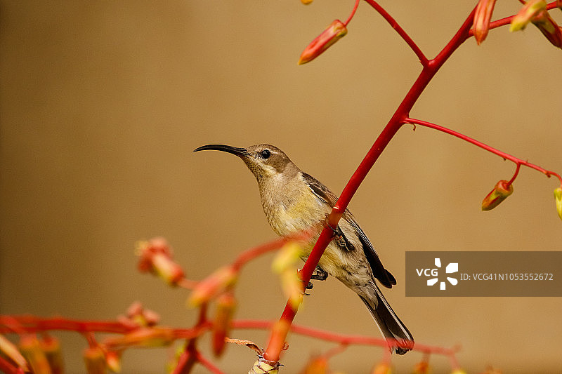 南非西开普省：太阳鸟捕食飞蚁特写图片素材