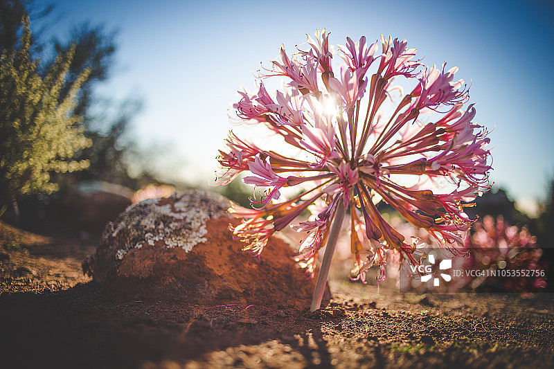 南非北开普省尼乌woudtville的三月花（Brunsvigia Bosmaniae）全景景观图像图片素材