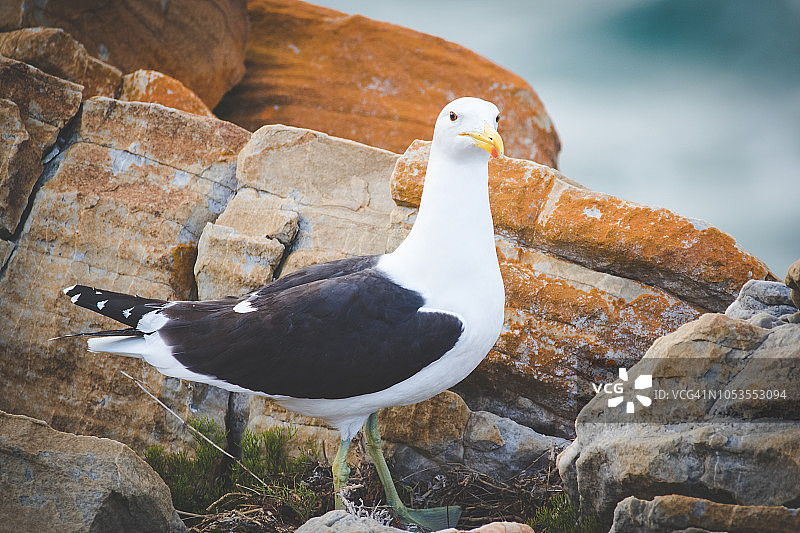 南非花园大道岩石上的黑背鸥特写图片素材
